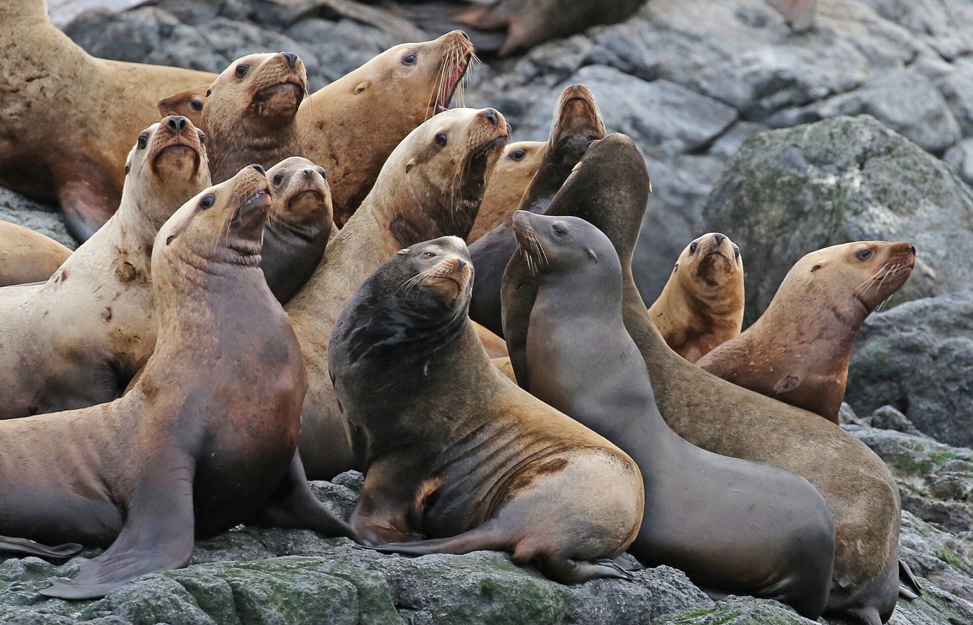 group of steller sea lions sitting on a rocky shore