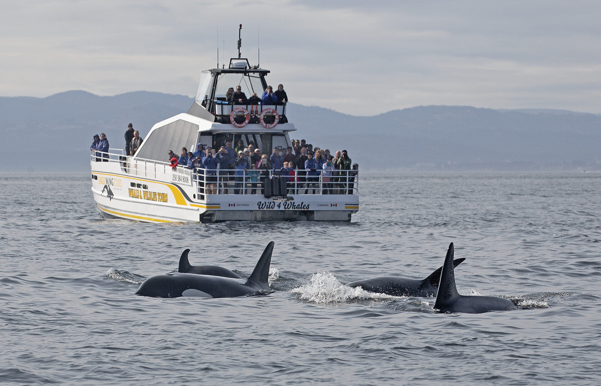 tourists on the back of a an eagle wing tour boat watching a pod of orca whales