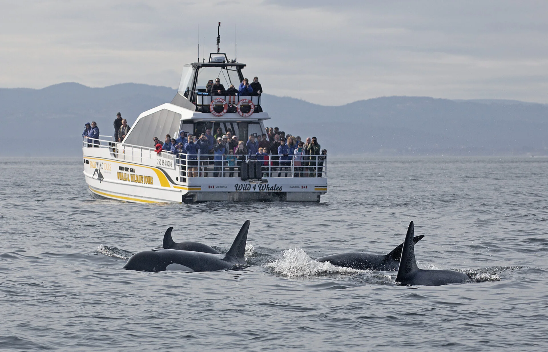 tourists on the back of a an eagle wing tour boat watching a pod of orca whales