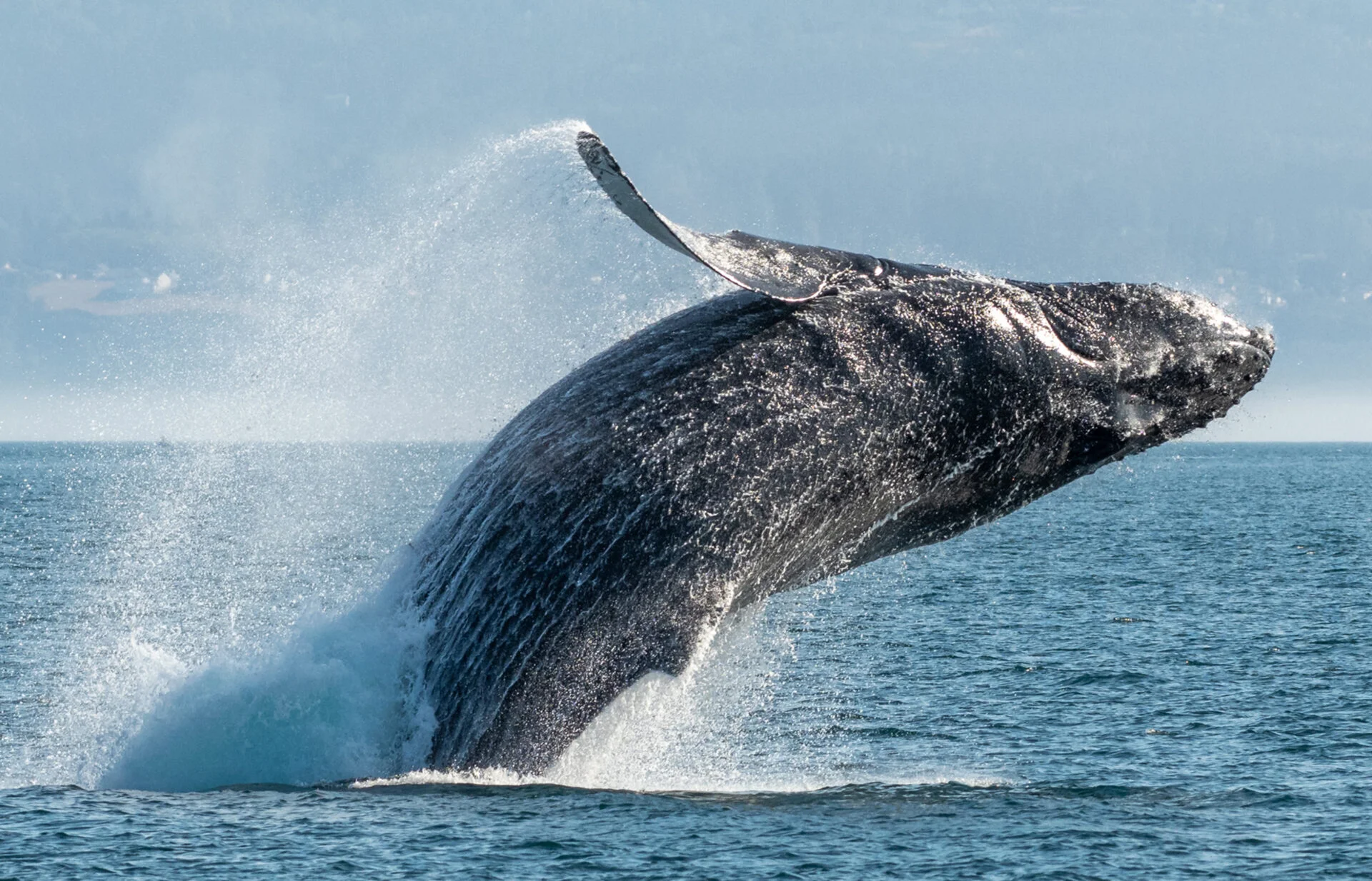 humpback whale breaching