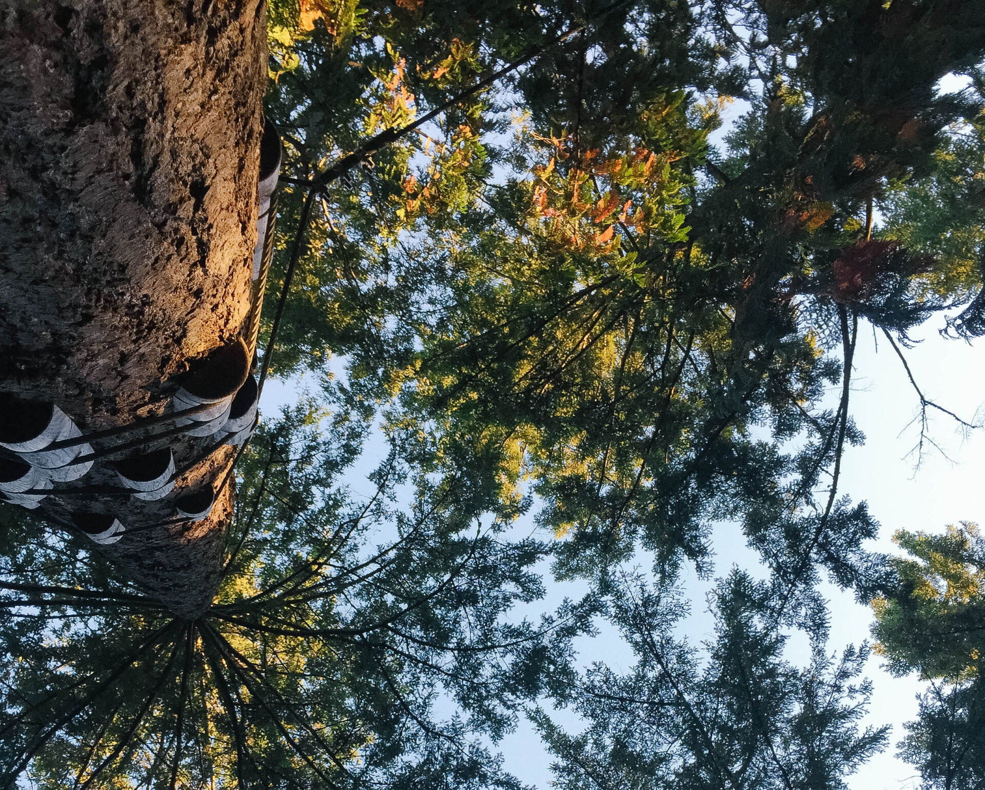 looking up into the trees during a ropes course
