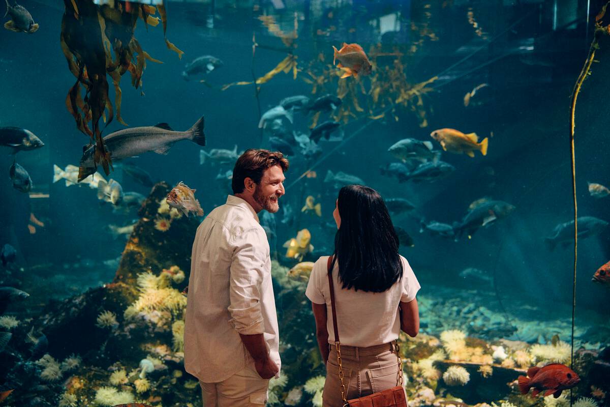 a man and woman looking into a large fish tank at the vancouver aquarium, a great Mother’s Day Gifts Vancouver experience
