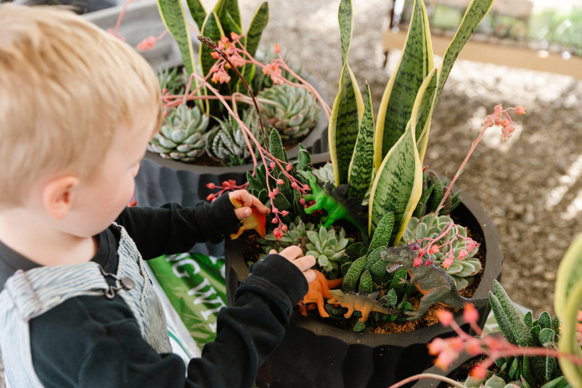 little boy putting dinosaurs into a pot full of plants.