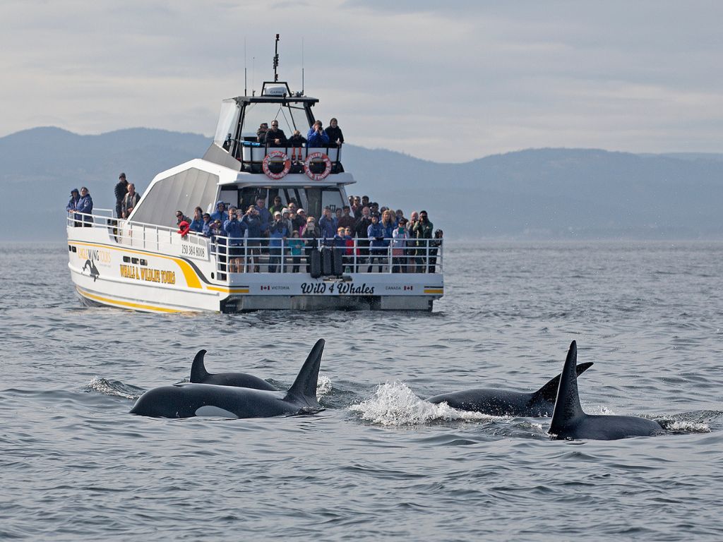 people looking at orca whales from a whale watching boat in victoria