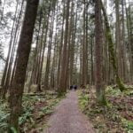 Thornill-Hiking-Trail-Maple-Ridge-Family-Friendly-Hikes-Fraser-Valley