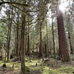 Yellow-Trail-UBC-Research-Forest-Family-Friendly-Hikes-Fraser-Valley