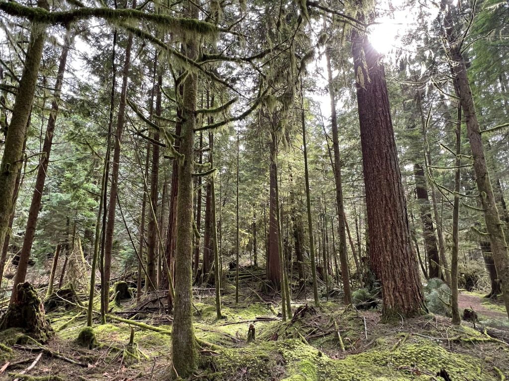 forest view at the malcolm knapp research forest, a great Family Friendly Hikes Fraser Valley