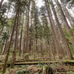 Malcolm-Knapp-Research-Forest-10