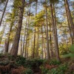 lighthouse-park-west-vancouver-6