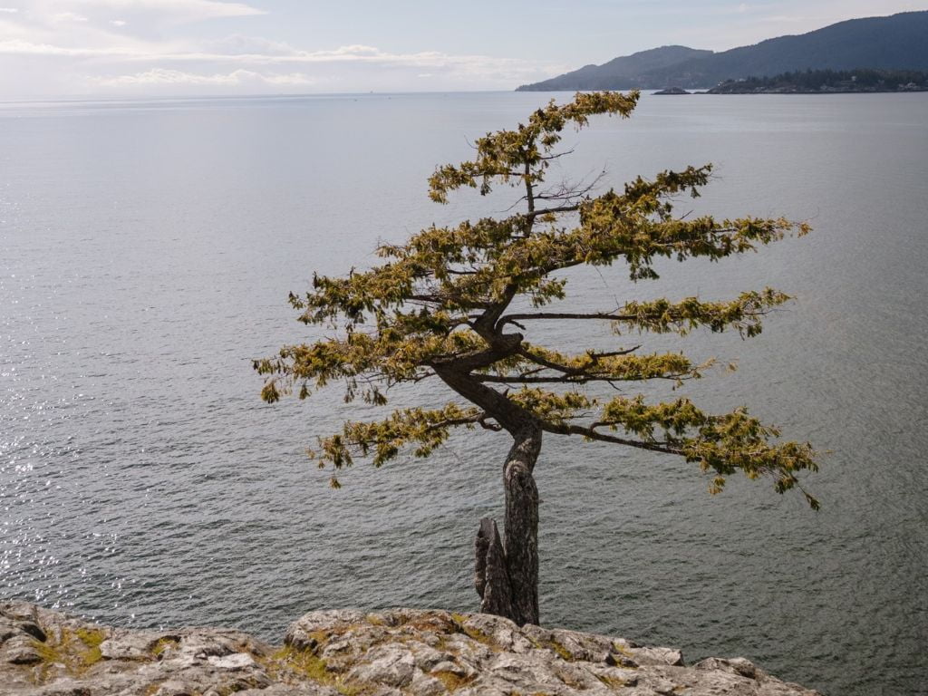 tree growing out of the rock cliffs beside the ocean at lighthouse park west vancouver