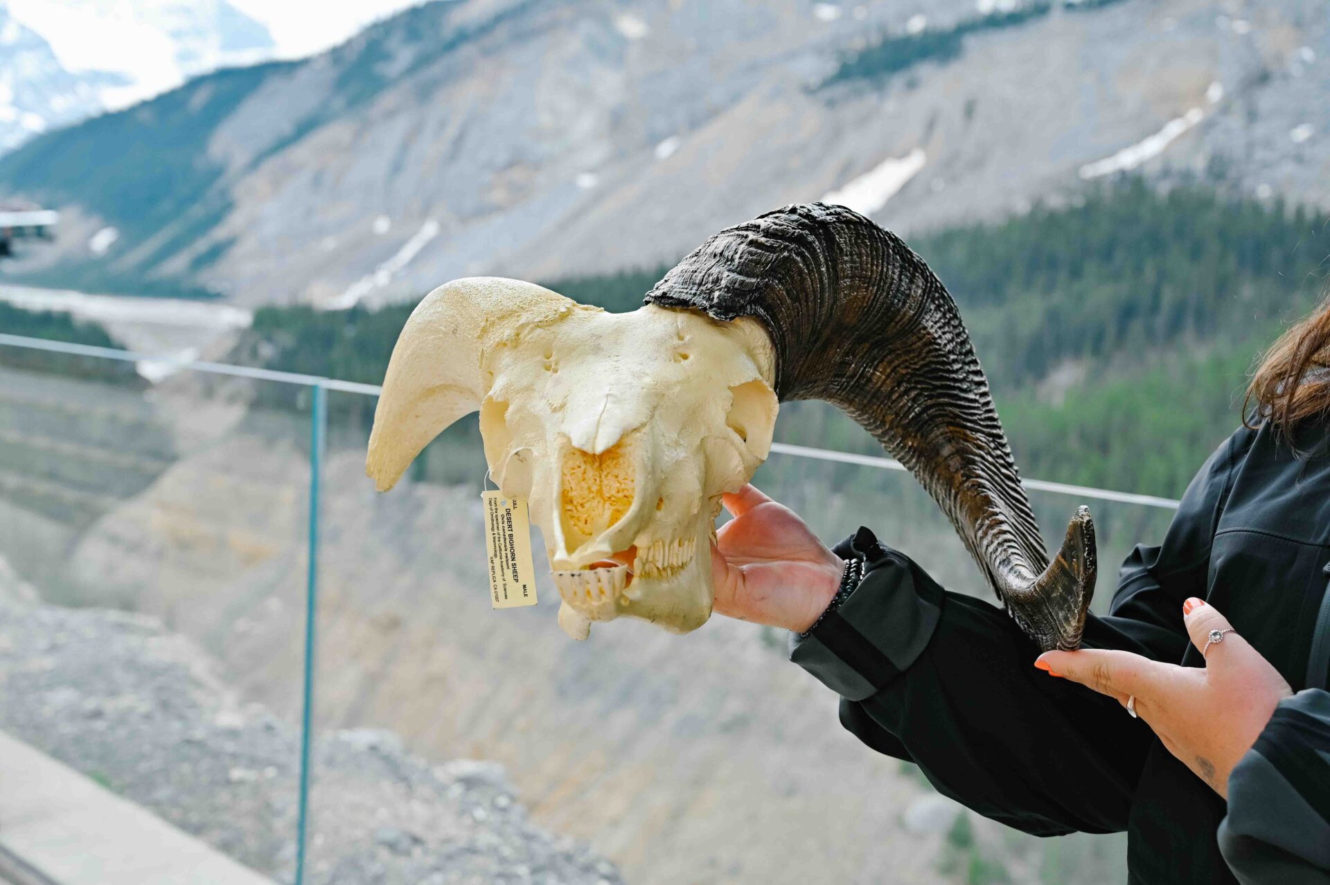 woman holding a mountain sheep skull at the glacier skywalk