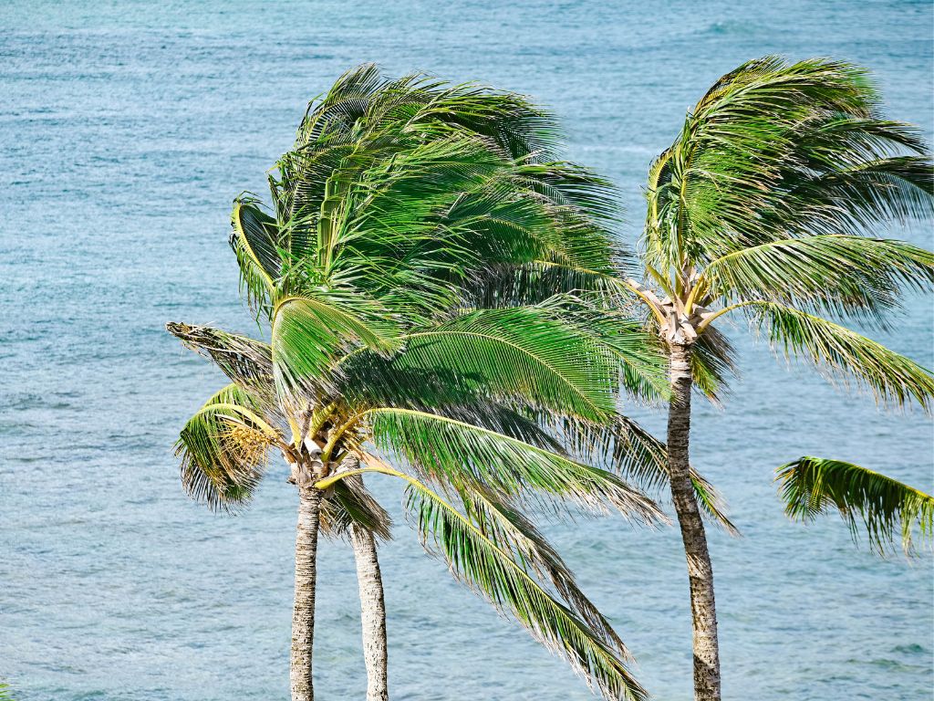 view of palm trees by the ocean at turtle bay resort