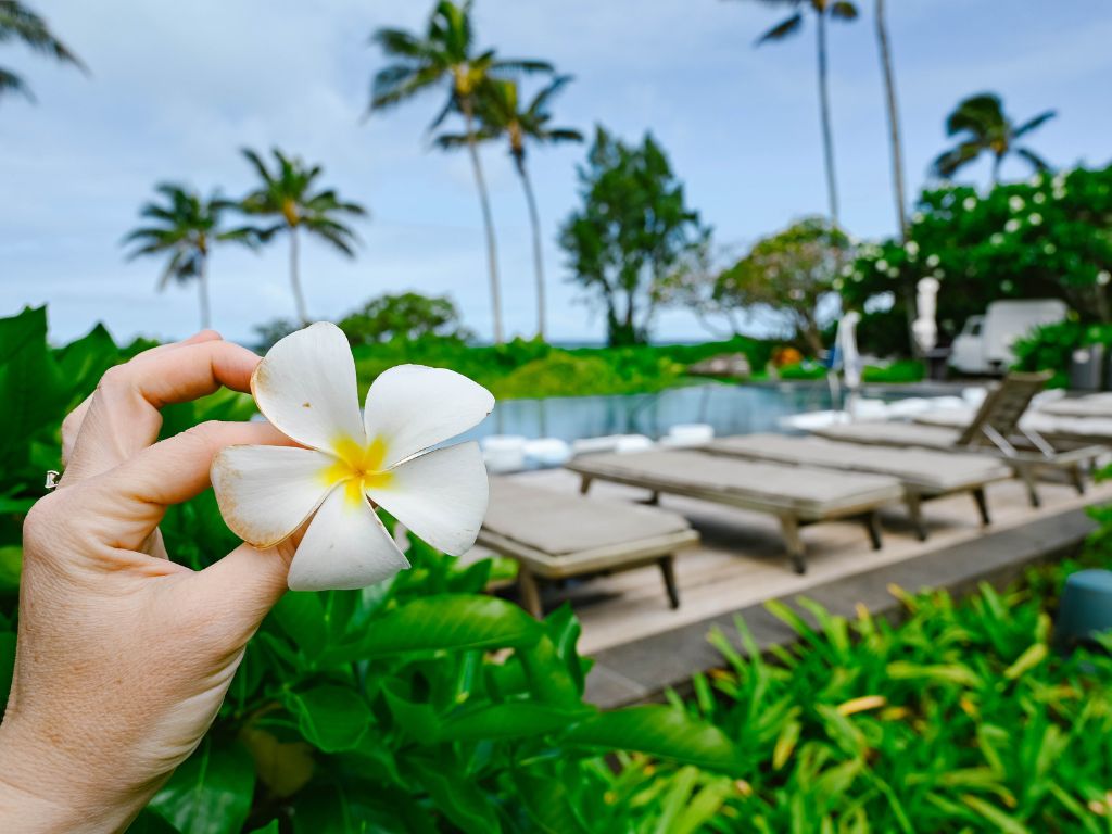 hand holding a plumeria flower with the pool and palm trees of the resort in the background