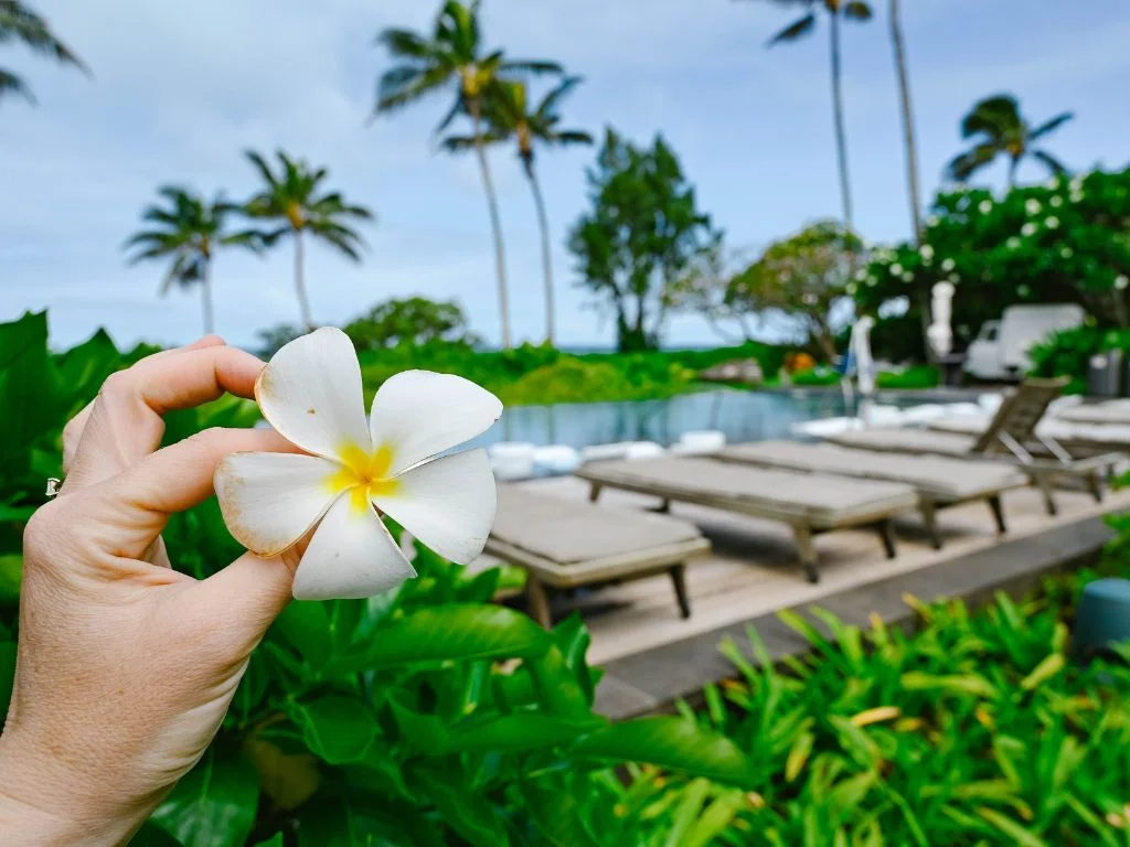 hand holding a plumeria flower with the pool and palm trees of the resort in the background