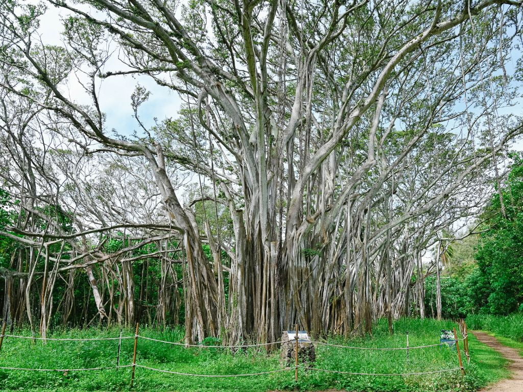 large banyan tree on the property of turtle bay resort