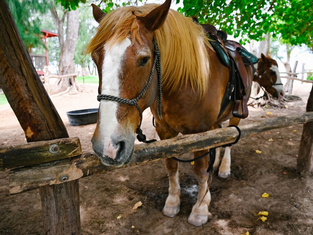 horse standing outside the stable at turtle bay blog resort