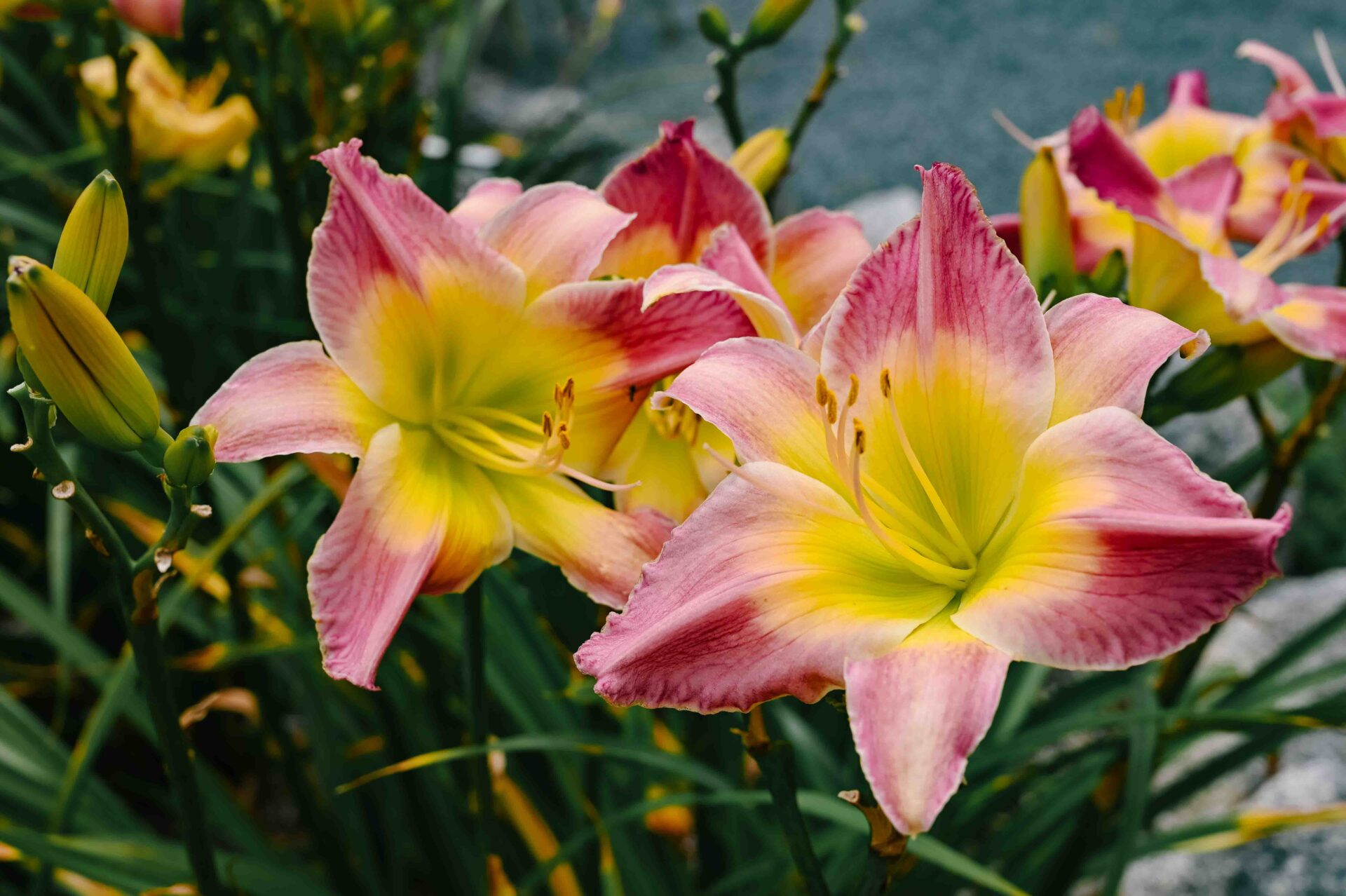 close up of pink and yellow lily flowers