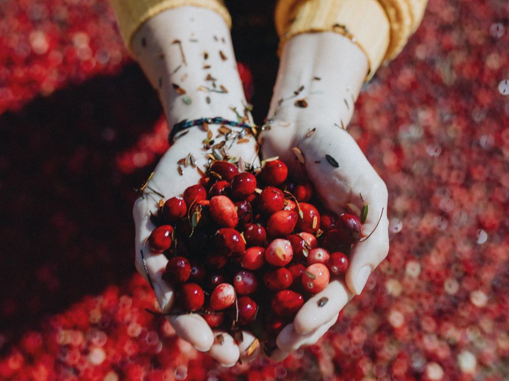 close up of hands holding cranberries