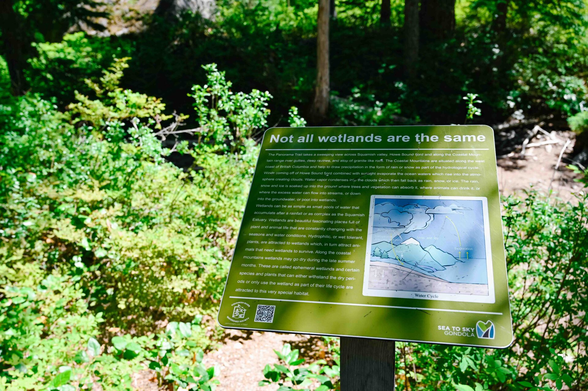 wetland interpretive sign in the forest