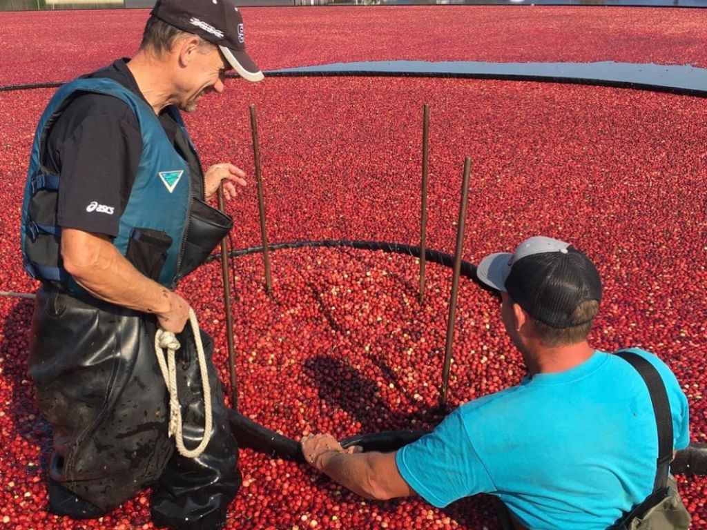 two workers harvesting cranberries in a field at the bog riverside farm 