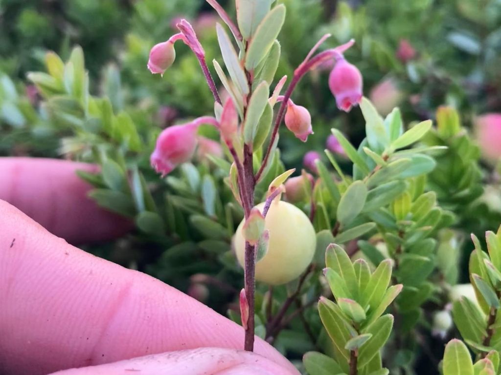 close up of a hand holding part of a cranberry plant that has flower blossoms and a cranberry growing