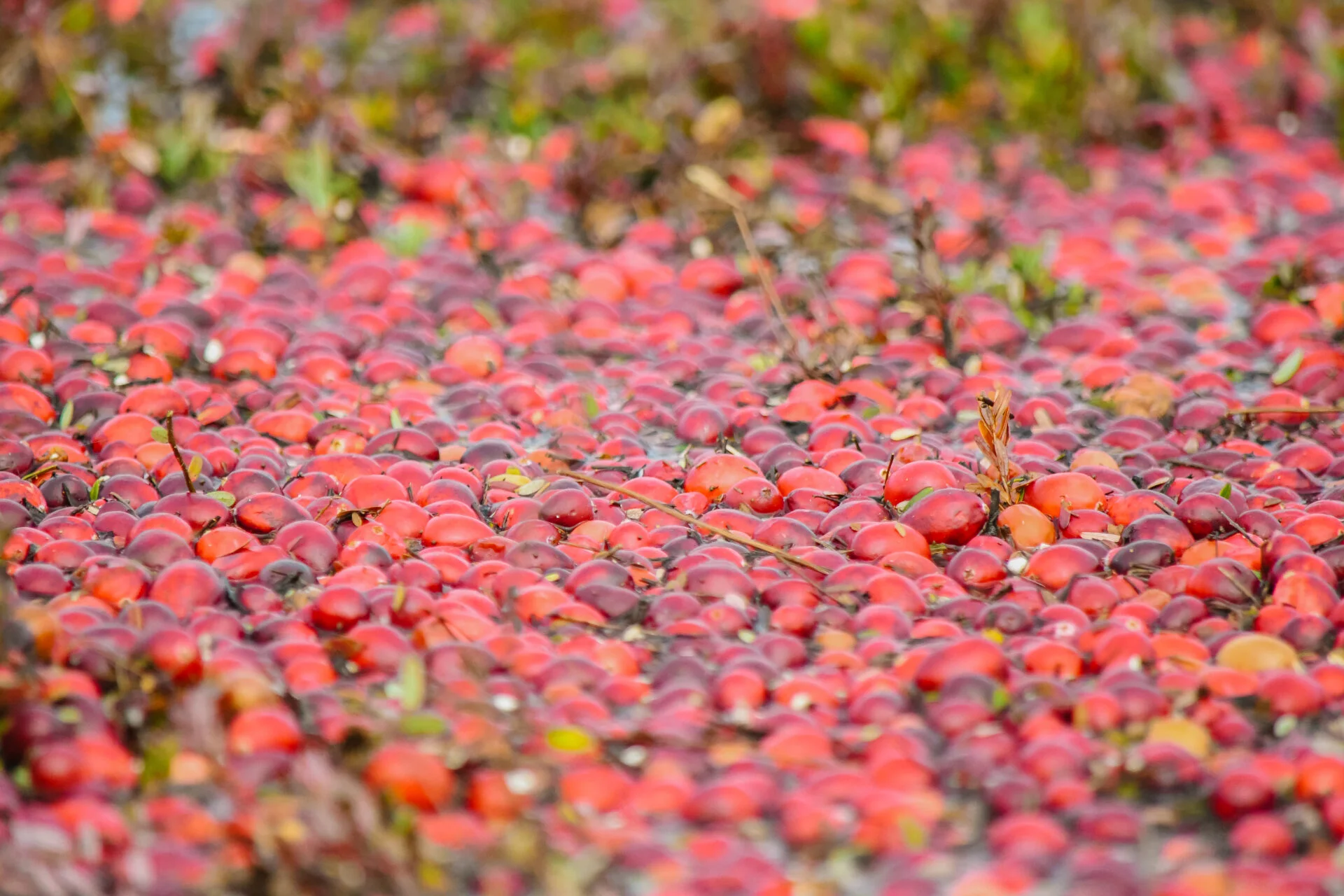 close up of cranberries floating in the bog