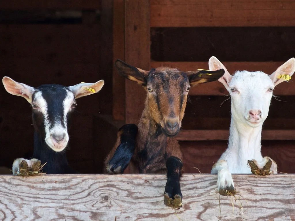3 goats standing up and looking over a wooden fence