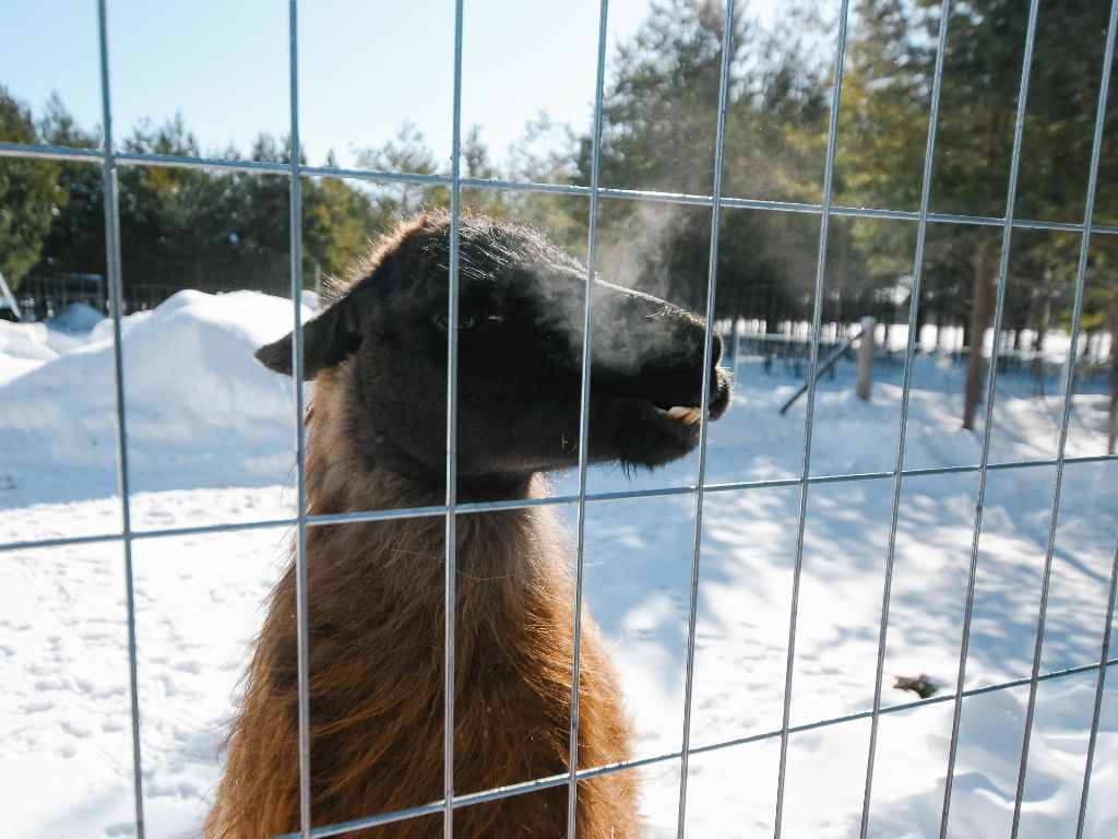 a brown llama looking through a fence while standing in the snow