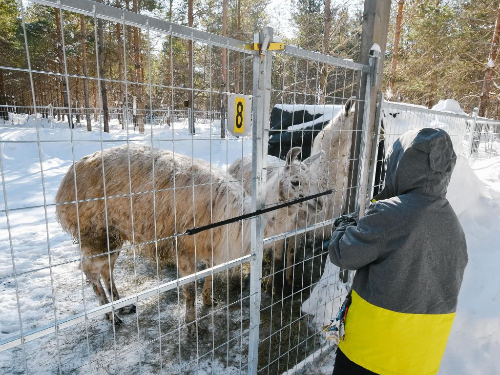 a child feeds llamas through the fence at the lac des loups skating experience