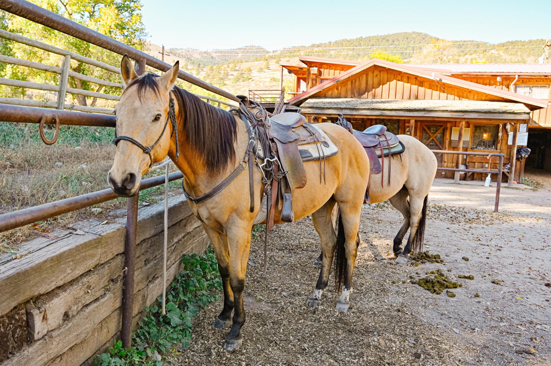 two horses tacked up and waiting to head out on a trail ride