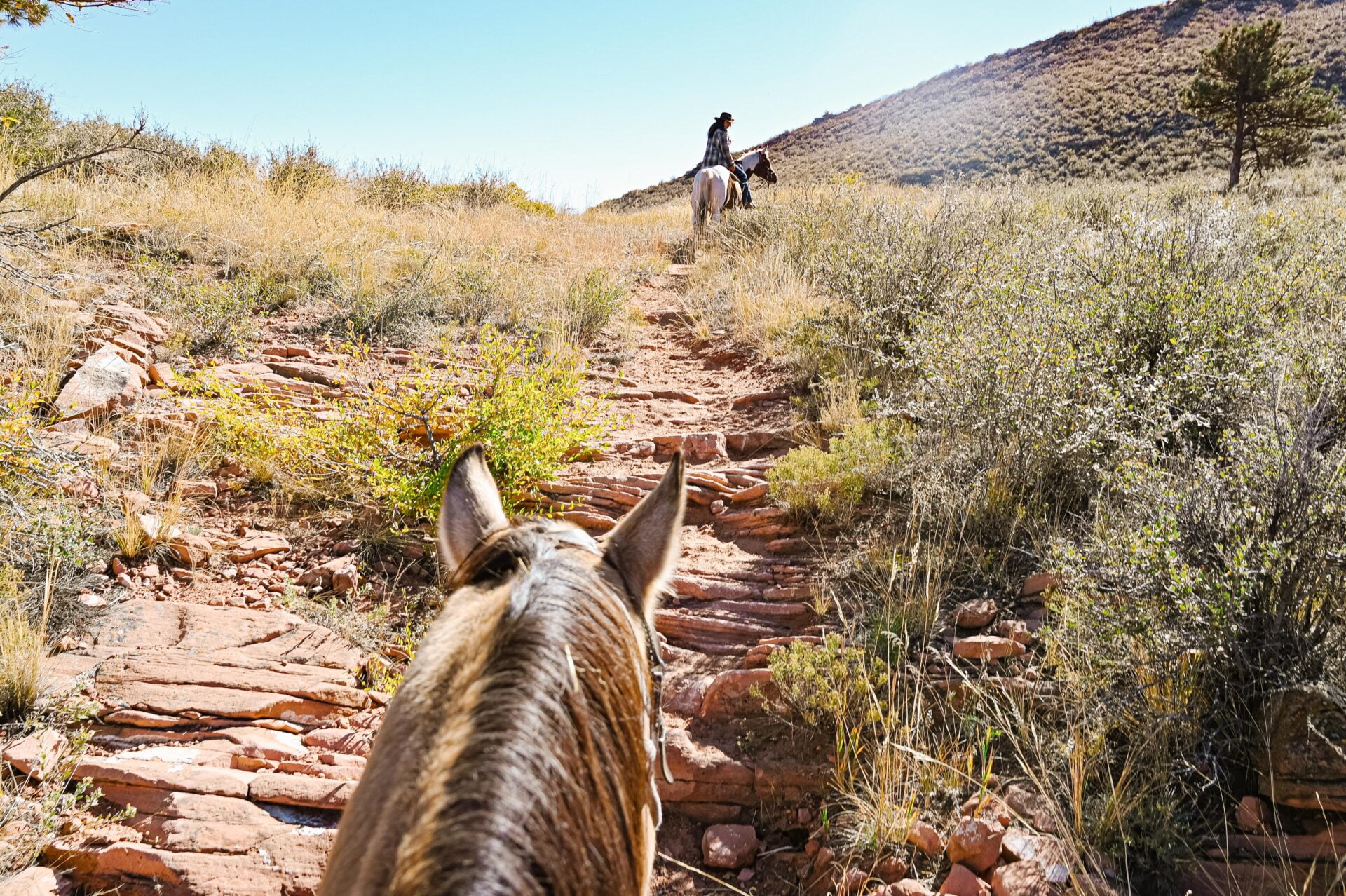 looking between the ears of a horse that is being ridden up the hill towards another horse at the sylvan dale guest ranch