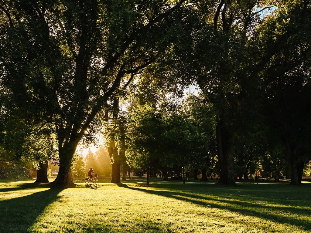 woman on a pedal bike riding past large trees and through a sun beam at the colorado state university oval
