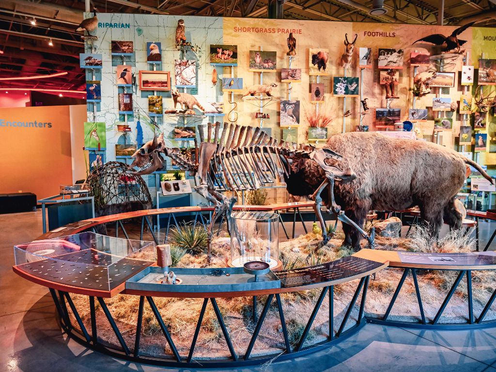 animal encounter section full of taxidermy at the museum of discovery, one of the fun things to do in Fort Collins