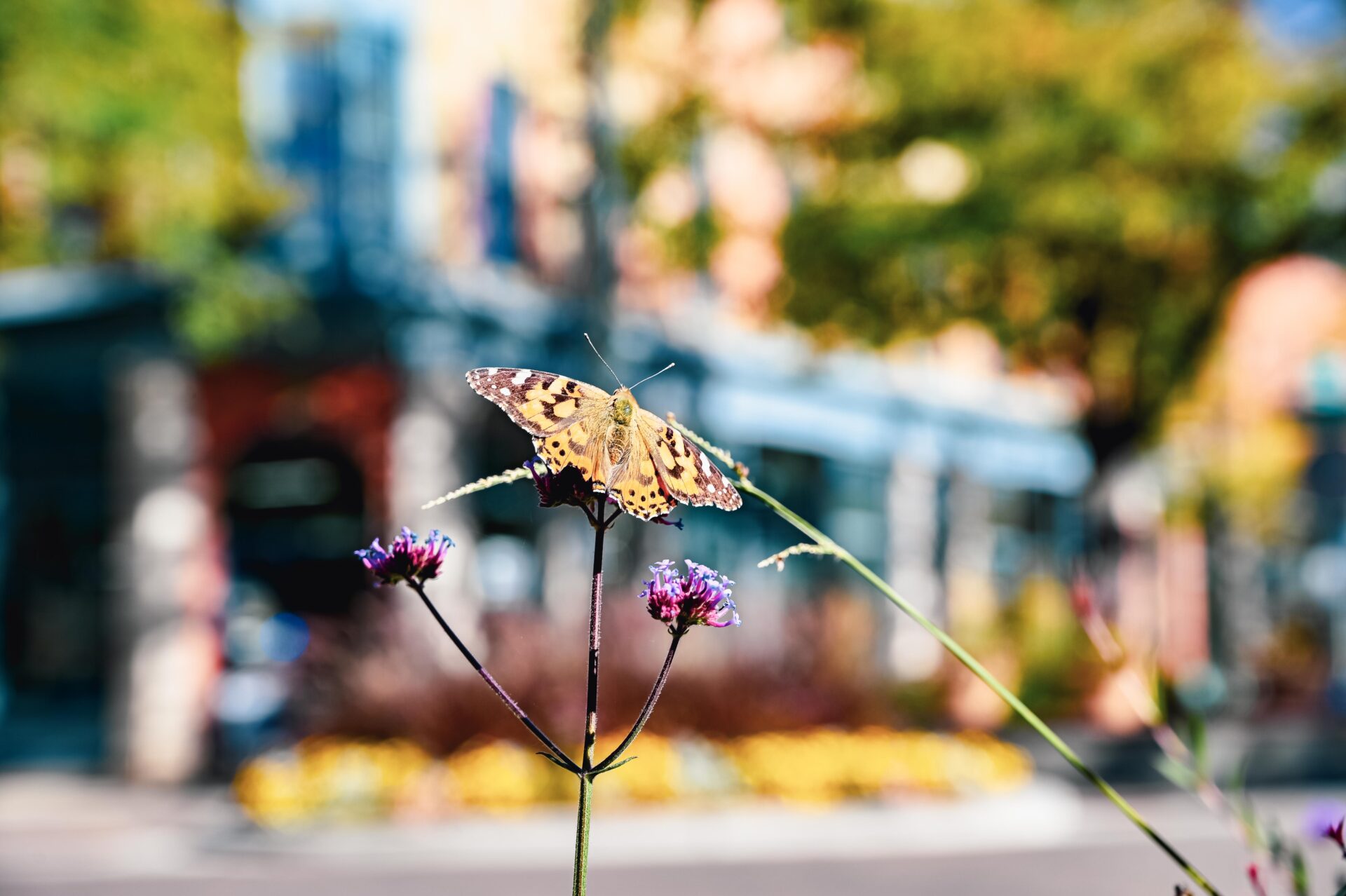 a butterfly sits on a purple flower, old town fort collins can be seen blurred in the background