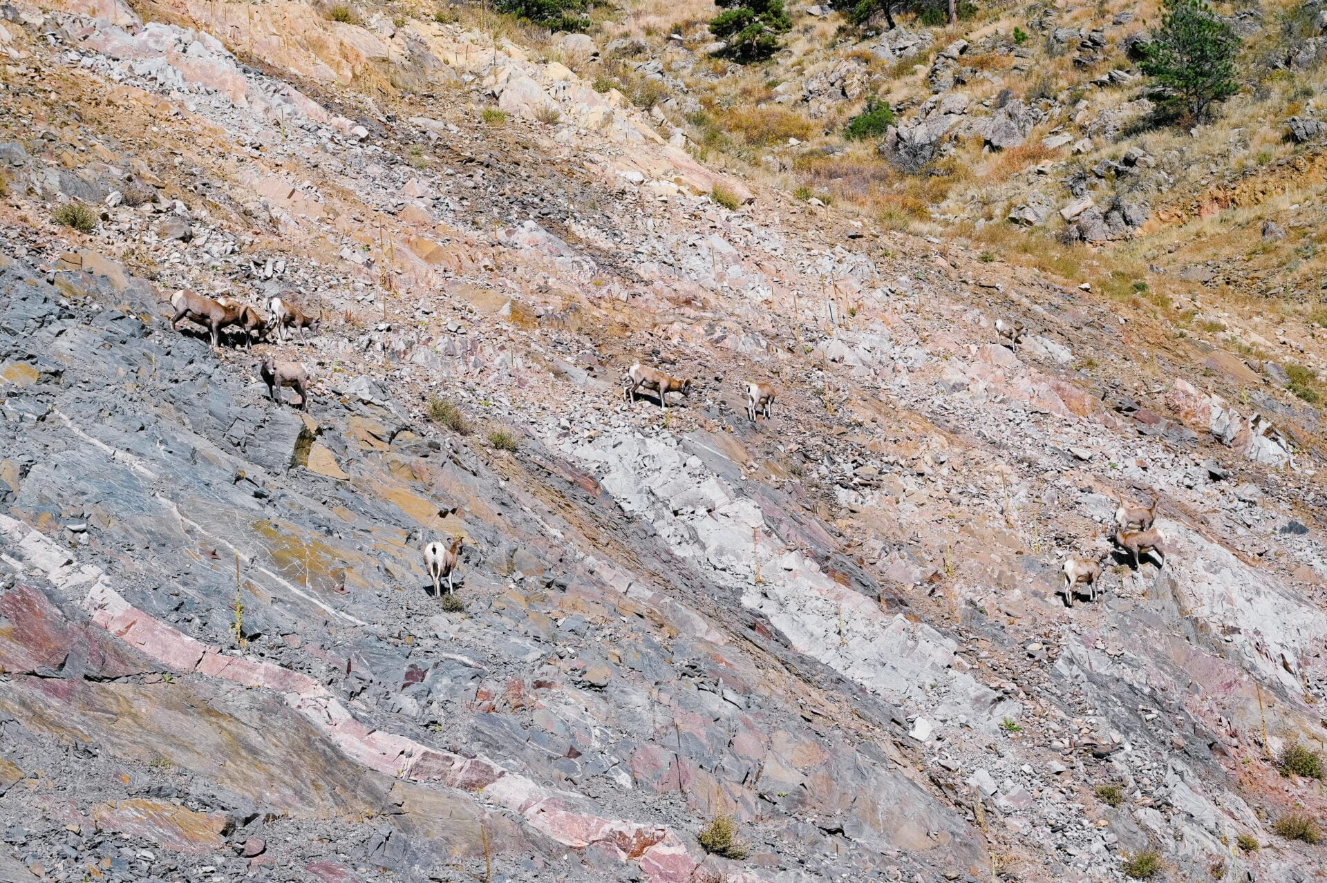 rocky mountain sheep on the cliffs beside the highway