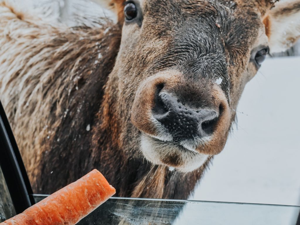 Canadian Wildlife Encounters At Parc Omega Winter Family Travel Blog