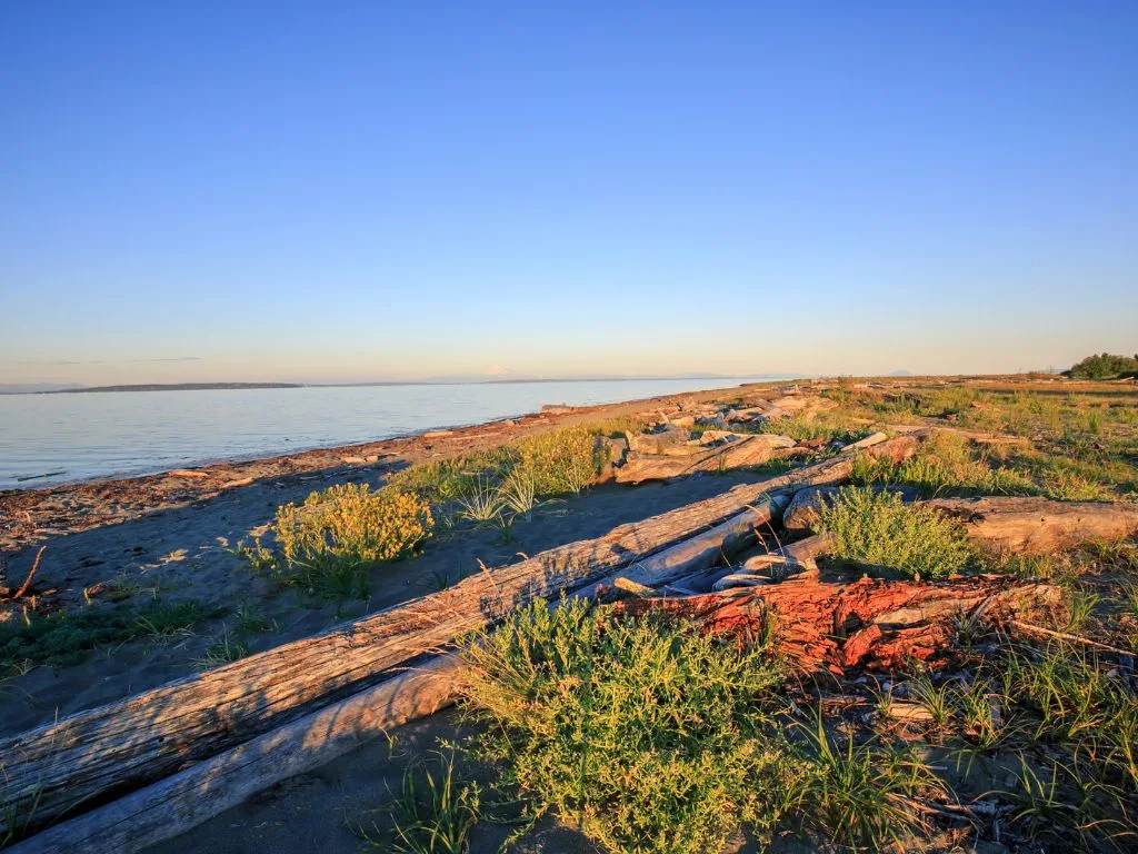 drift wood and plants on the sandy beach of boundary bay, the ocean is calm and the sky is blue