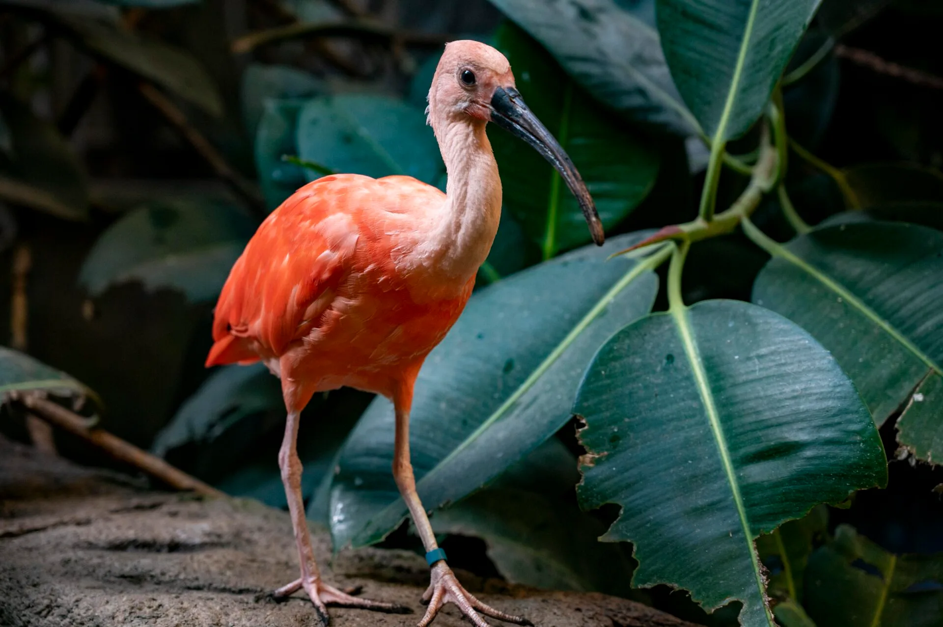 a bright pink scarlet ibis bird stands inside the aviary at bird kingdom in niagara falls