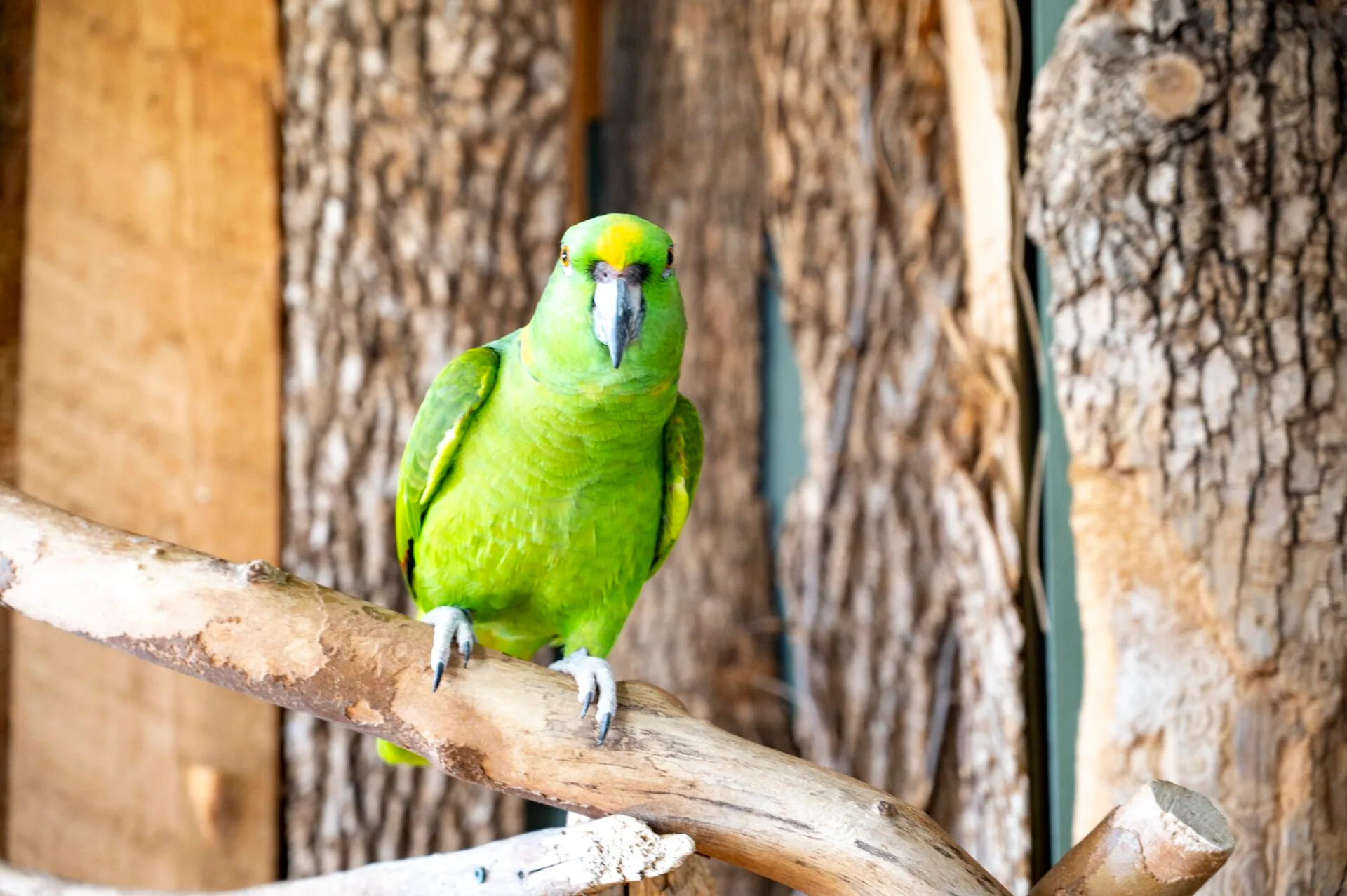a green parrot sits on a wooden branch looking right at the camera