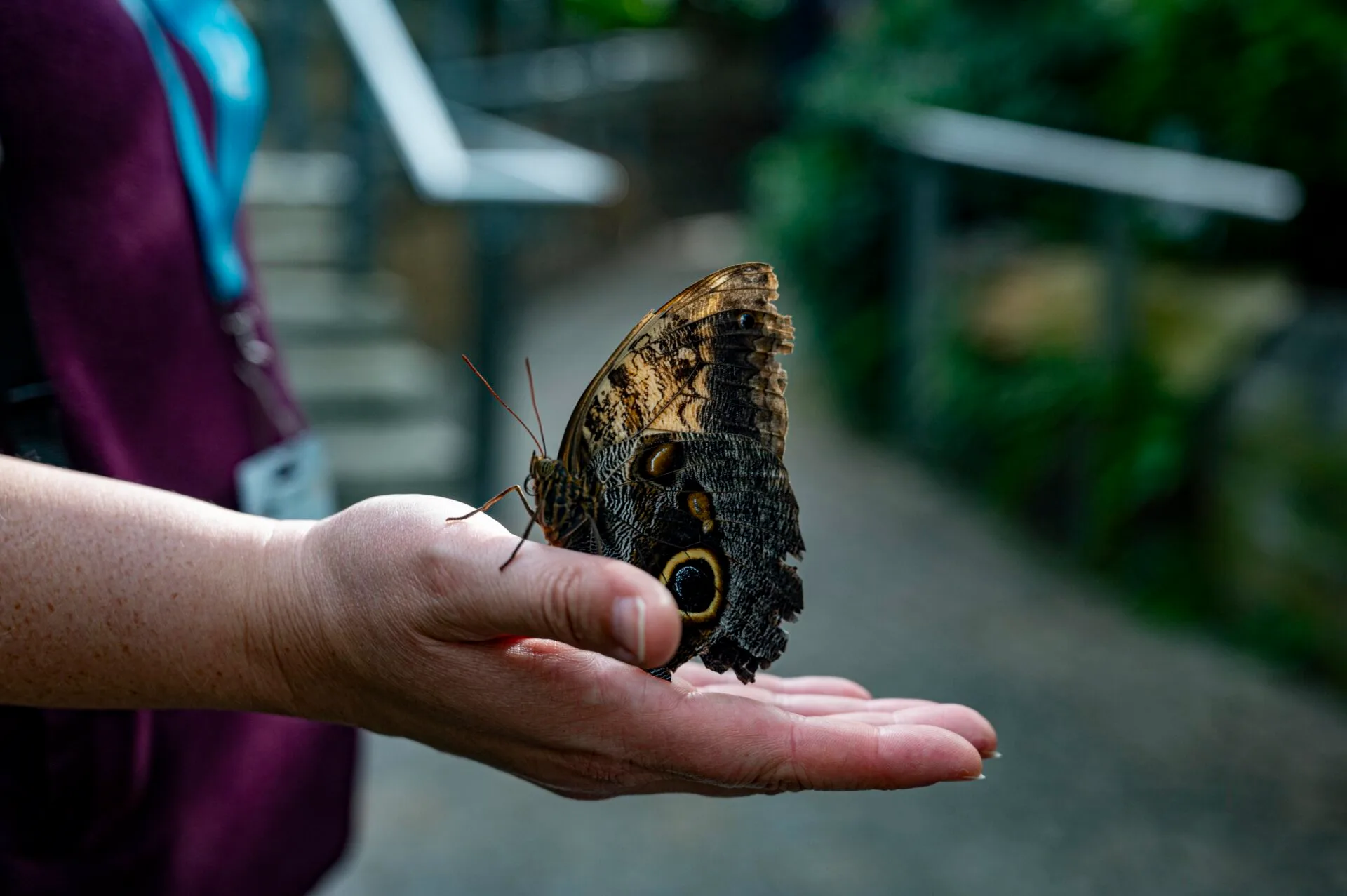 an outstretched hand holds a butterfly that is brown in colour