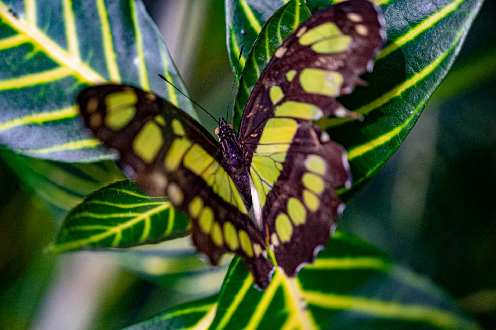 close up of a black and yellow butterfly on a green leaf