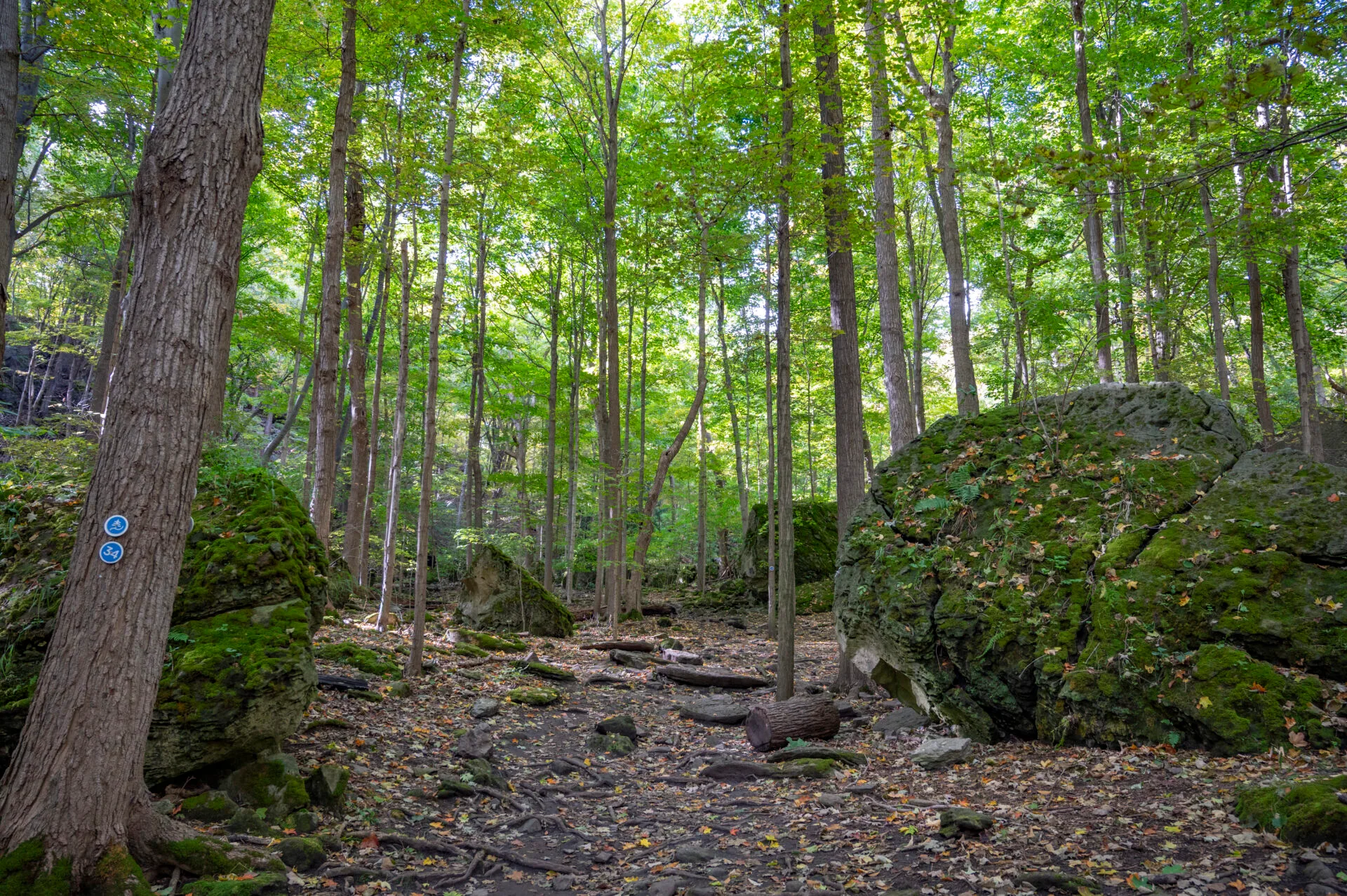 large boulders covered in moss sit scattered on the forest floor at the niagara glen