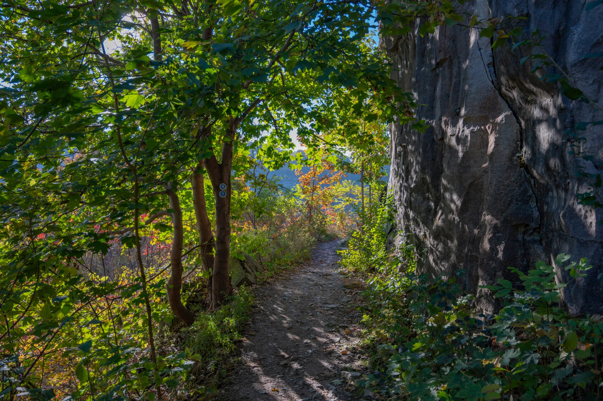 tree covered trail surrounded by trees and boulders