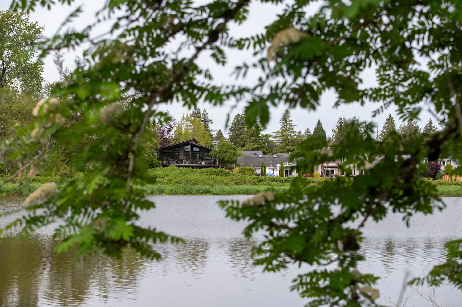 looking through the trees at brydon lagoon, a row of houses can be seen in the background
