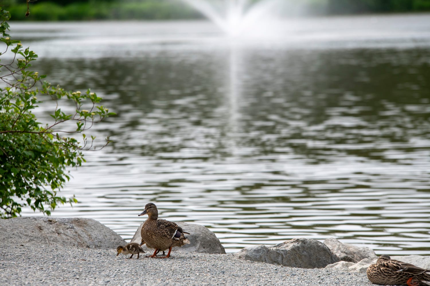 a mother mallard duck walks the edge of brydon lagoon with its small fluffy duckling