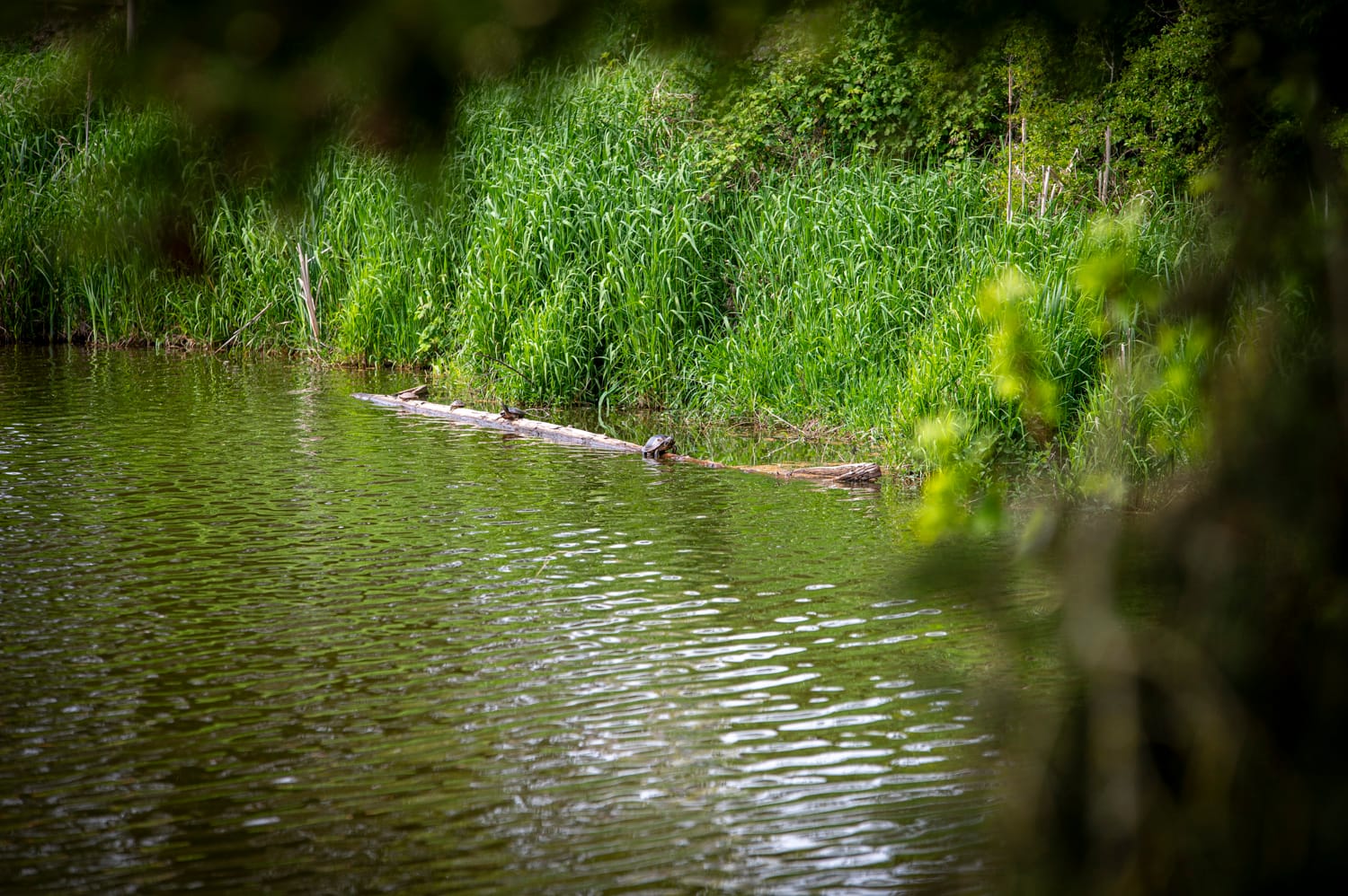 peeking through the trees at the turtles sunning themselves on a log at brydon lagoon