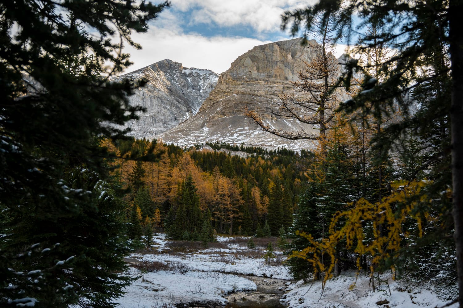 yellow larch trees in the valley of arethusa cirque