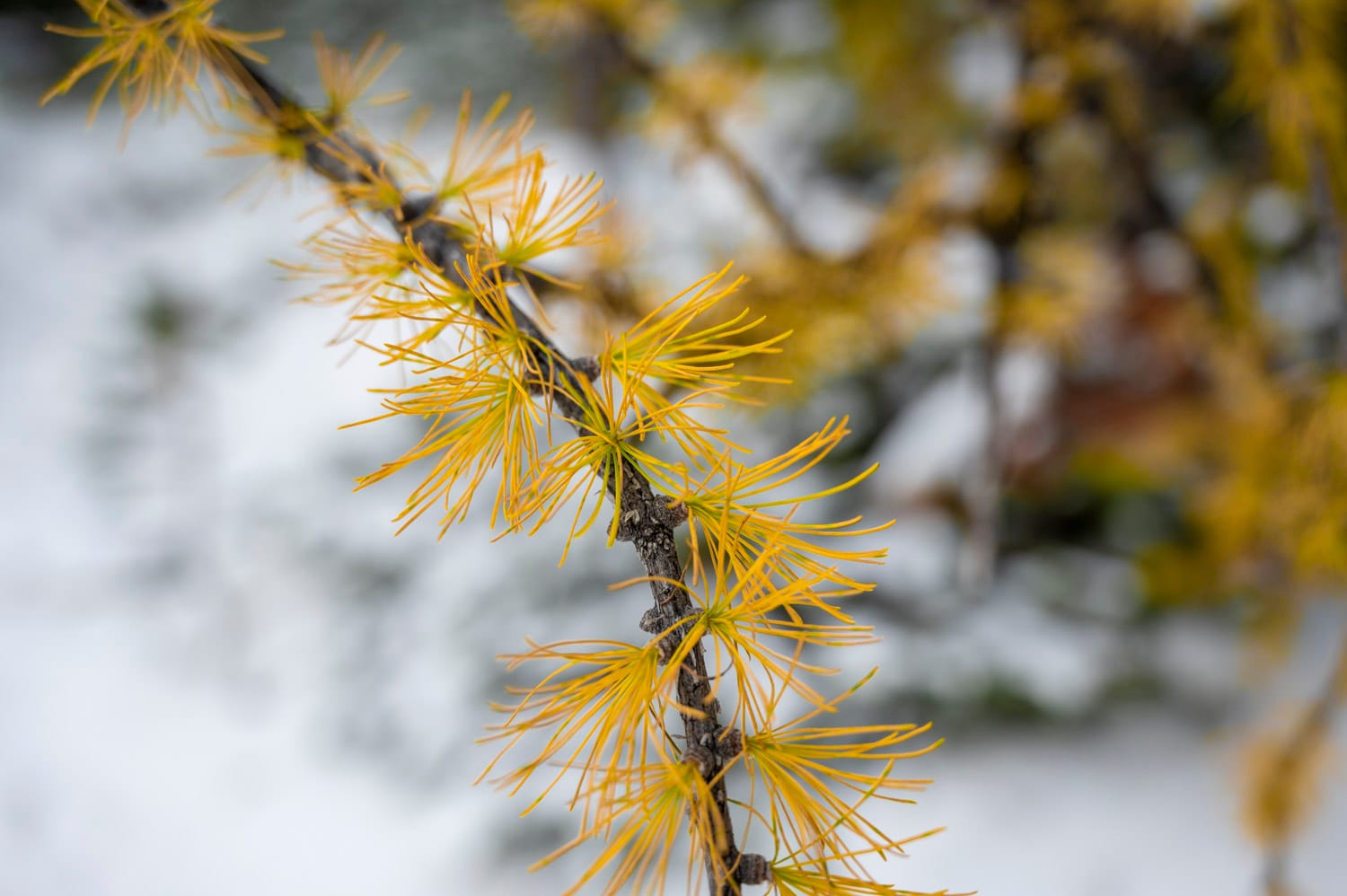close up of yellow larch needles on a branch