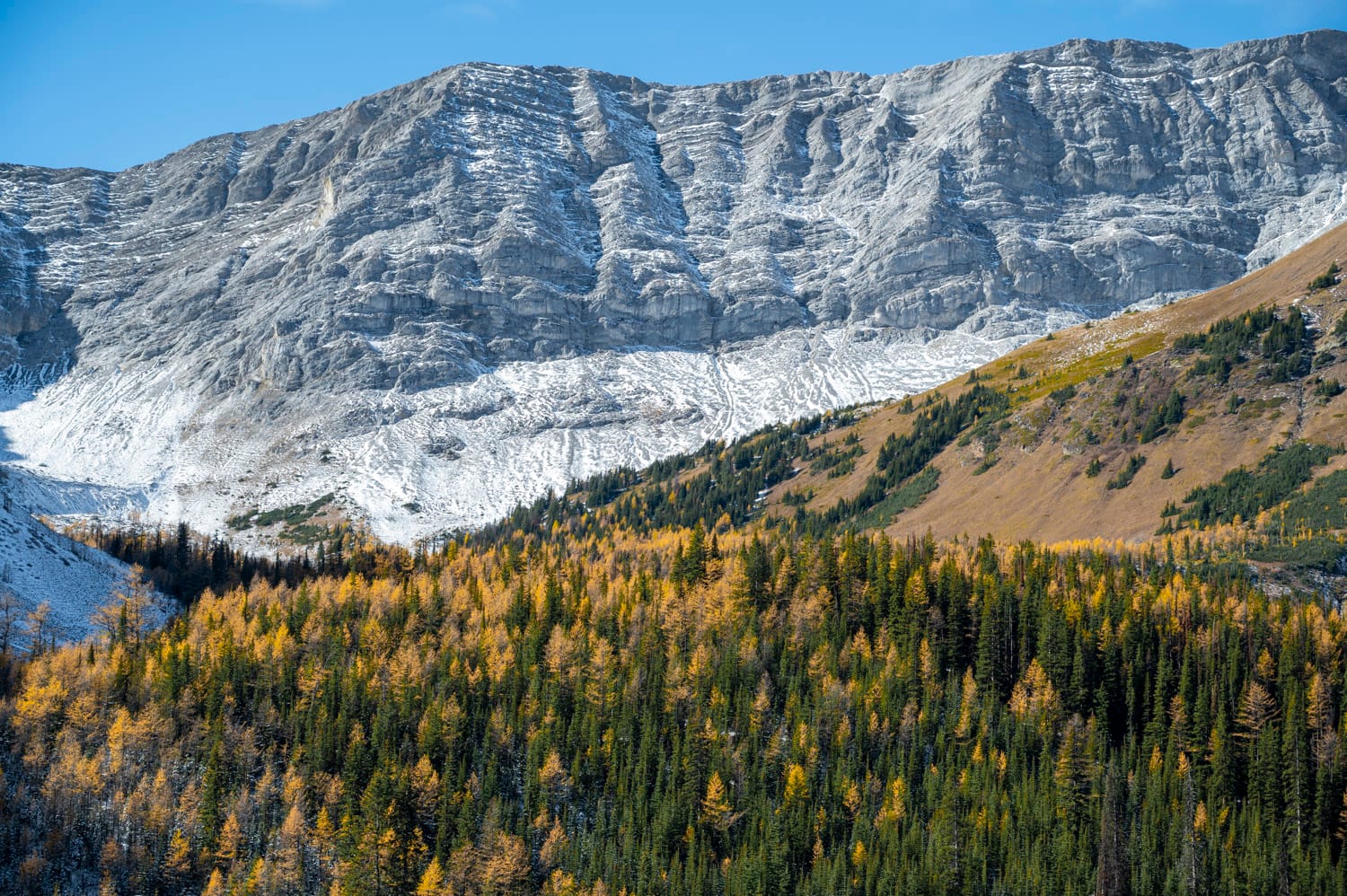 an overview of a valley filled with a mix of yellow larch trees and evergreen trees