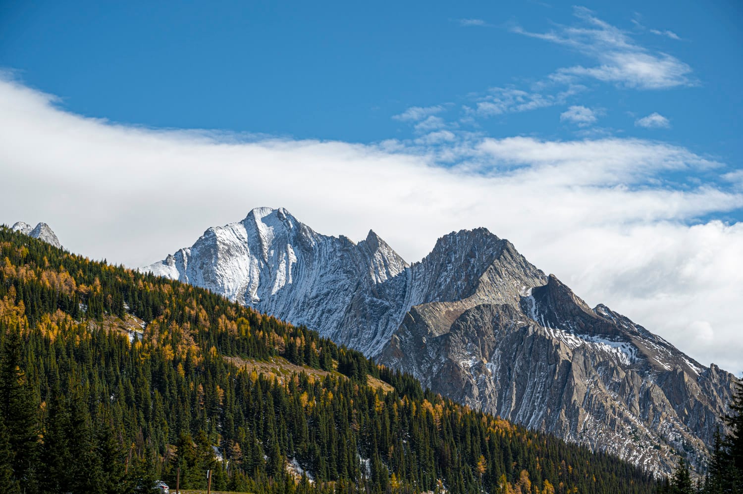 jagged snow dusted mountains in kananaskis stand in the background with a hillside of yellow larches and evergreen trees in the foreground